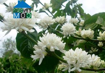 Hình ảnh Đăk Hà, Quảng Ngãi