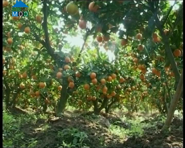 Hình ảnh Hoàn Long, Hưng Yên