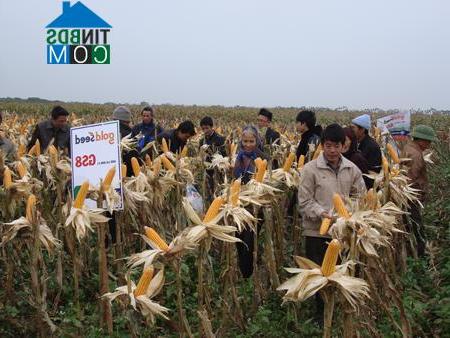 Hình ảnh Hồng Châu, Hưng Yên