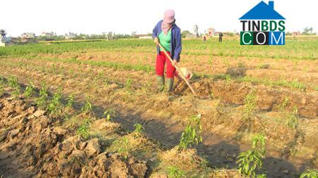 Hình ảnh Thái Ninh, Hưng Yên
