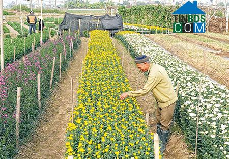 Hình ảnh Trần Lãm, Hưng Yên