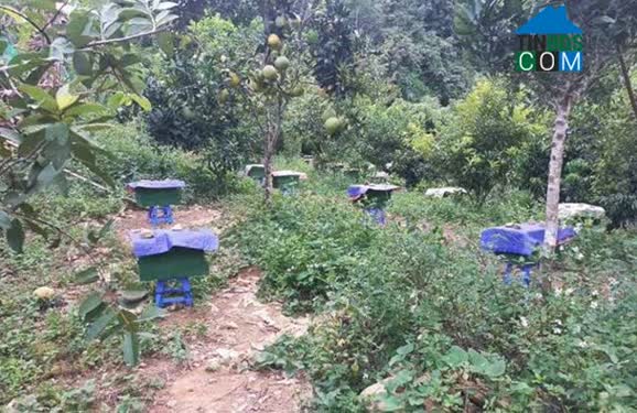 Hình ảnh Mường Kim, Lai Châu