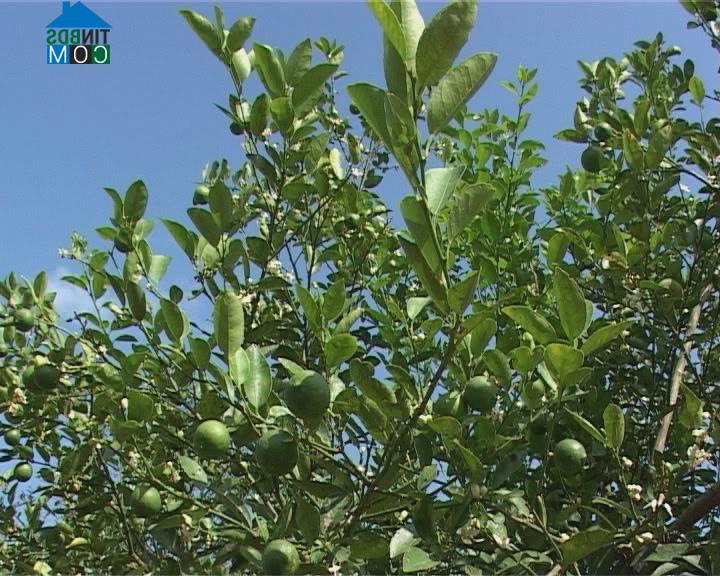 Hình ảnh Tây Khánh Vĩnh, Khánh Hòa