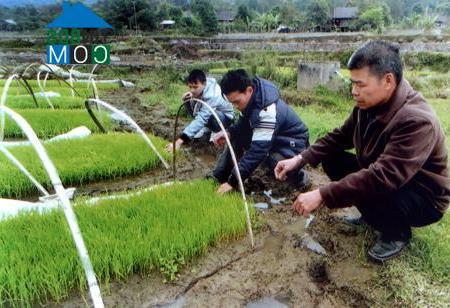 Hình ảnh Sơn Lương, Lào Cai