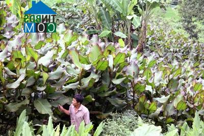 Hình ảnh Quy Mông, Lào Cai