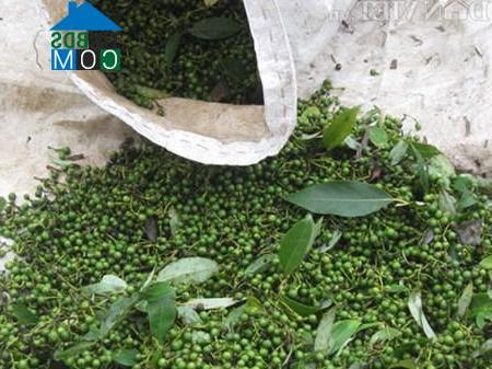 Hình ảnh Măng Bút, Quảng Ngãi