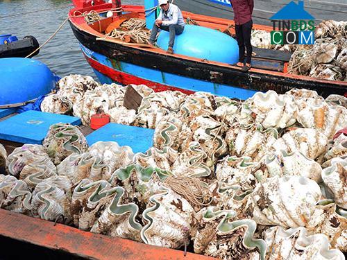 Hình ảnh Đông Sơn, Quảng Ngãi