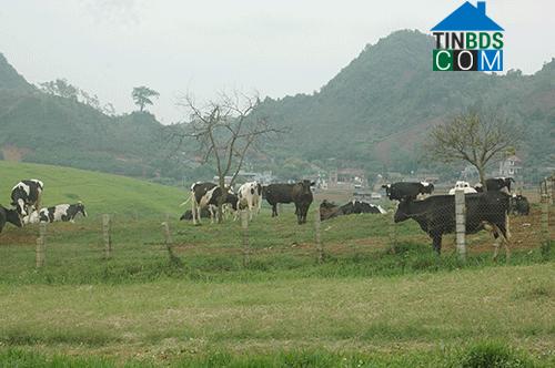 Hình ảnh Vân Hồ, Sơn La