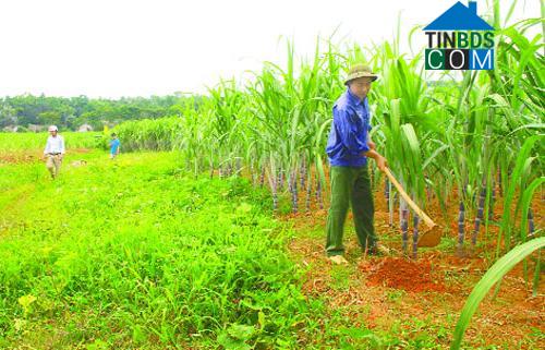 Hình ảnh Kim Tân, Thanh Hóa
