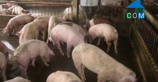 Hình ảnh Hoa Lộc, Thanh Hóa