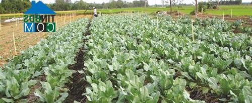 Hình ảnh Châu Thành, Vĩnh Long