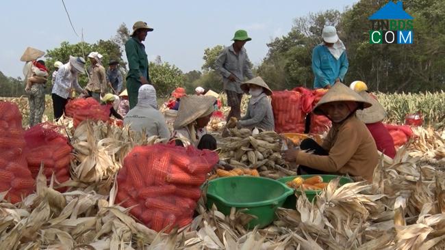 Hình ảnh Long Hiệp, Vĩnh Long