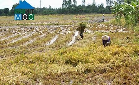 Hình ảnh Thới An Đông, Cần Thơ