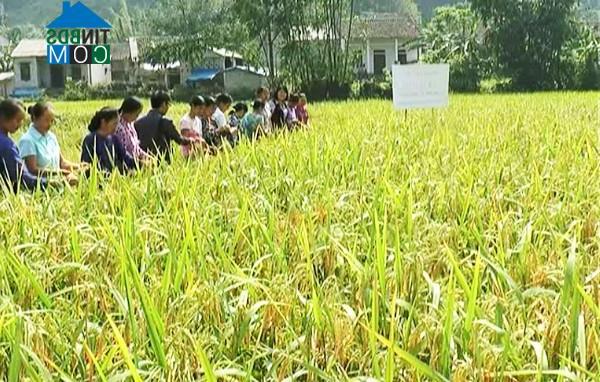 Hình ảnh Đình Phong, Cao Bằng