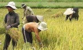 Hình ảnh Đồng Xuân, Đắk Lắk