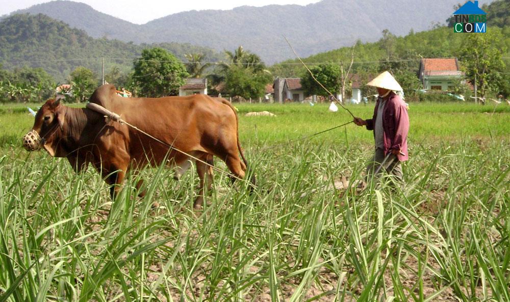 Hình ảnh Sơn Hòa, Đắk Lắk