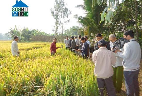 Hình ảnh Vĩnh Hòa, An Giang