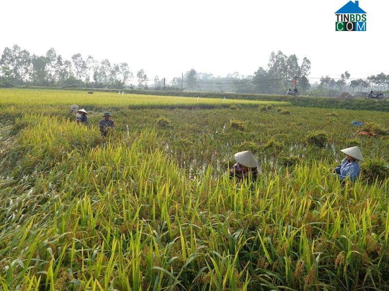 Hình ảnh Quỳnh Lưu, Nghệ An