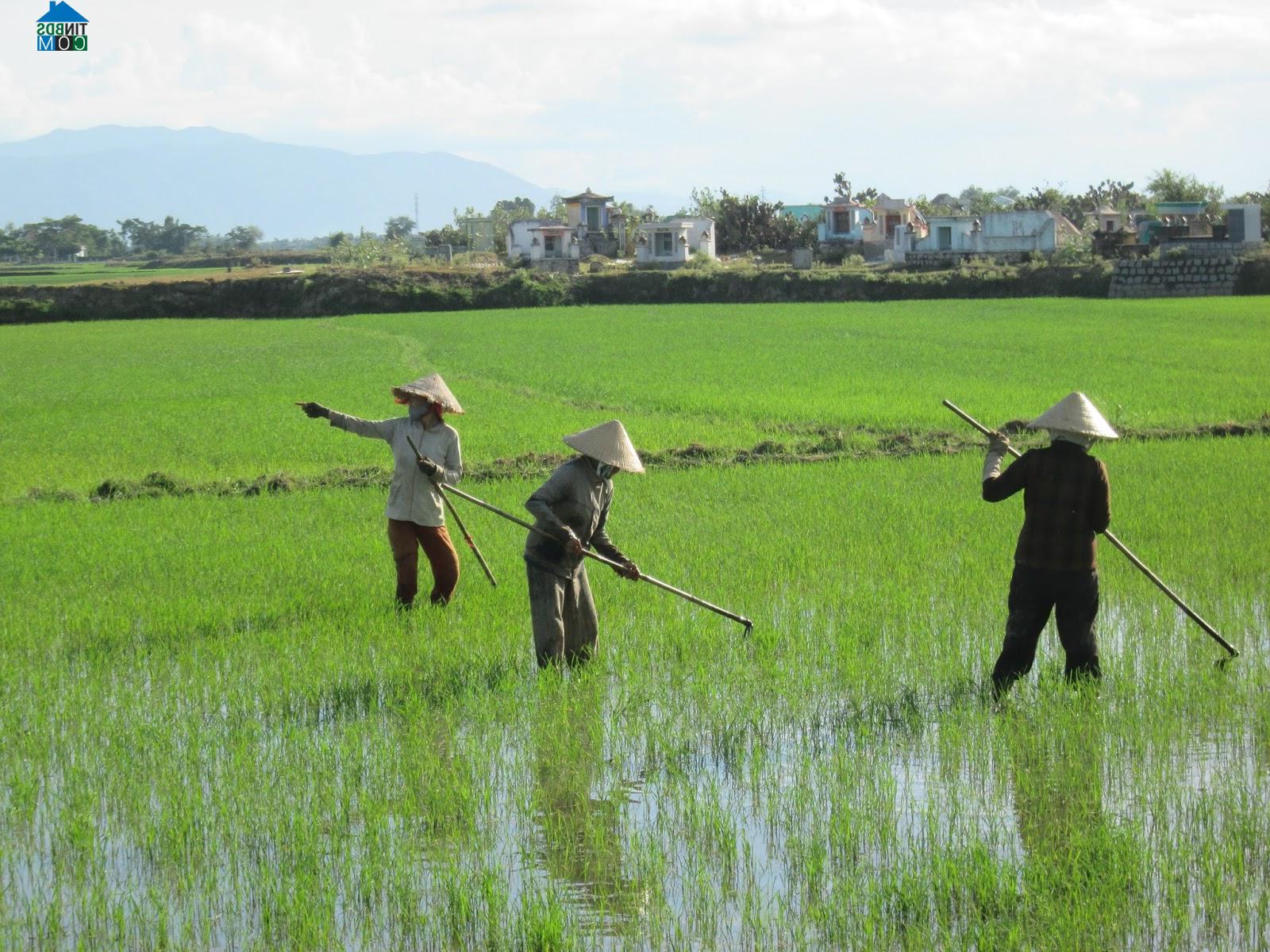 Hình ảnh Tuy Phước, Gia Lai