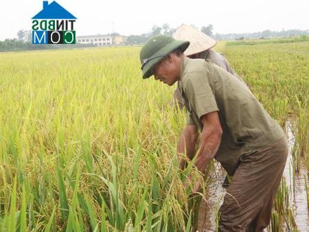 Hình ảnh Nghĩa Dân, Hưng Yên