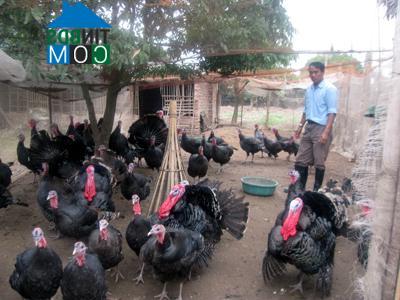 Hình ảnh Nguyễn Trãi, Hưng Yên