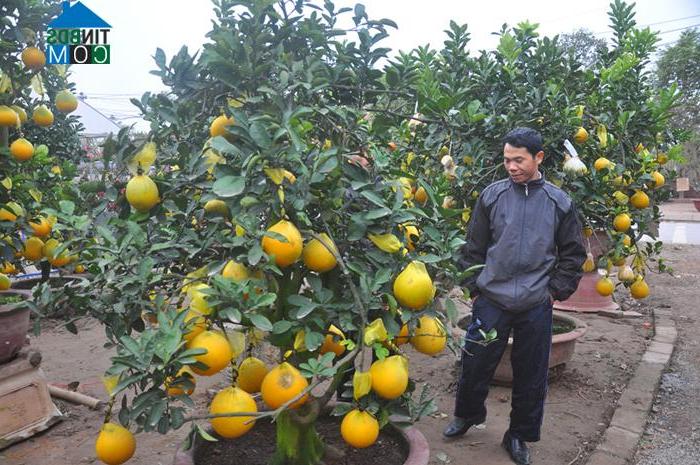 Hình ảnh Văn Giang, Hưng Yên