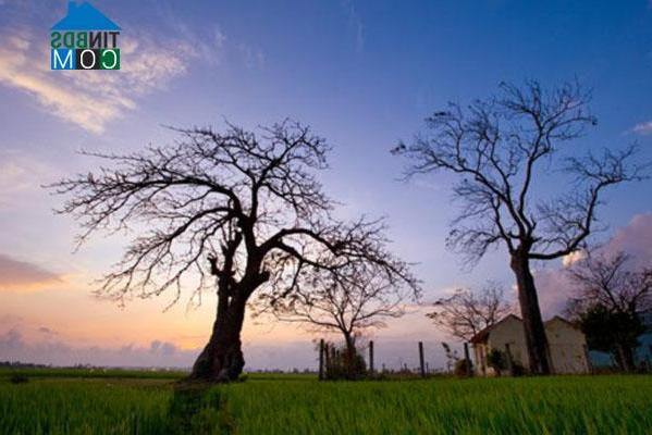 Hình ảnh Tu Bông, Khánh Hòa