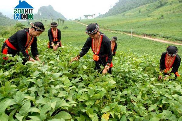 Hình ảnh Tân Lĩnh, Lào Cai