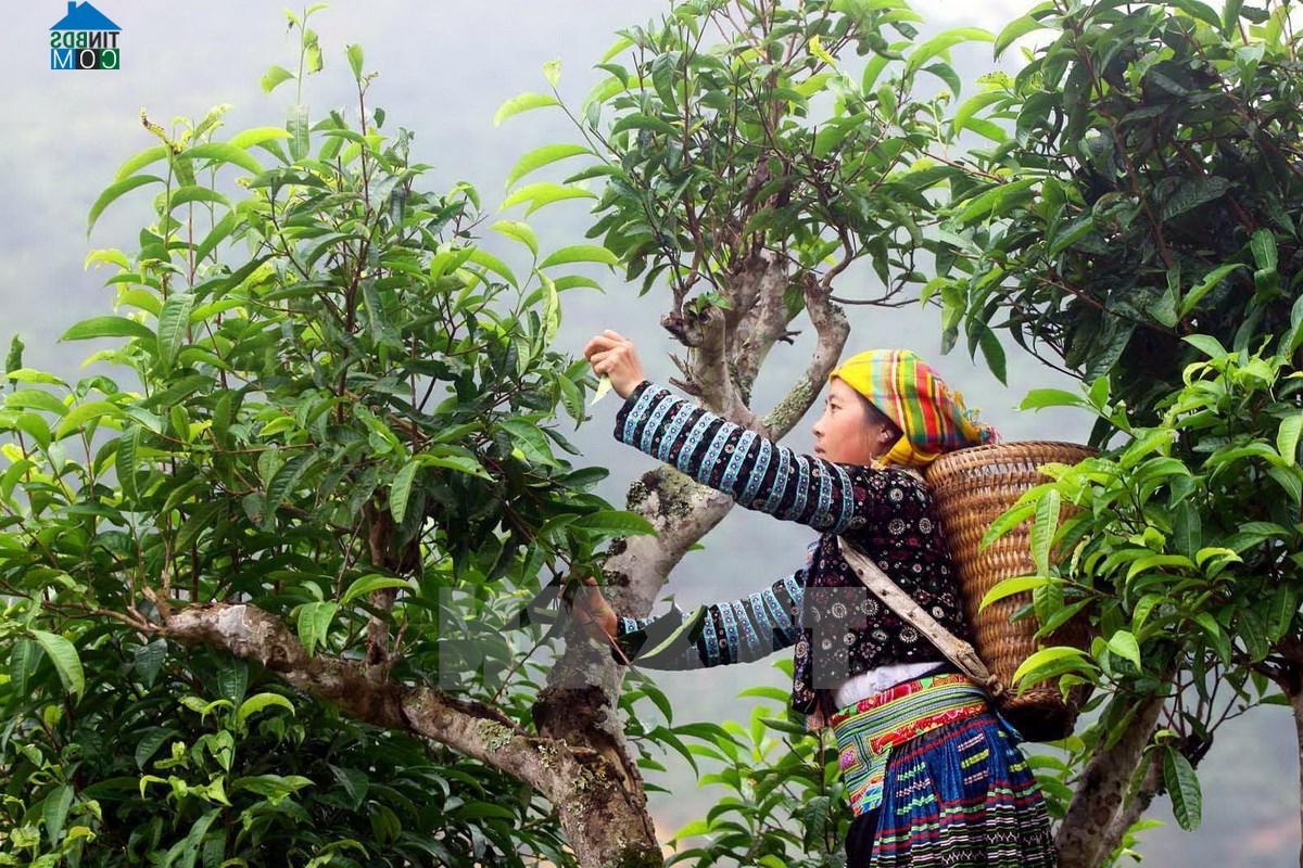 Hình ảnh Phình Hồ, Lào Cai