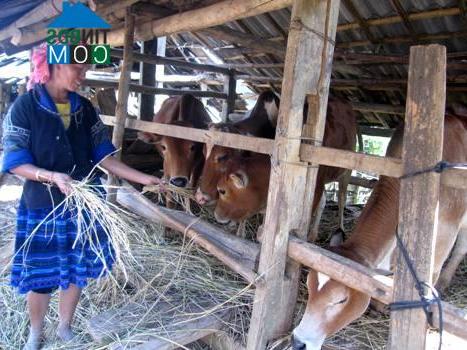 Hình ảnh Púng Luông, Lào Cai