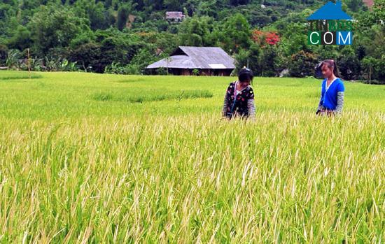Hình ảnh Văn Bàn, Lào Cai
