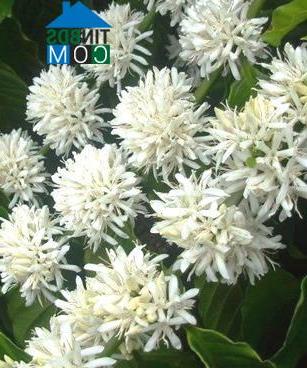 Hình ảnh Măng Đen, Quảng Ngãi