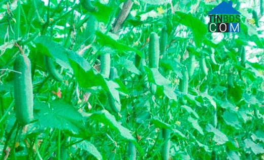 Hình ảnh Đông Hà, Quảng Trị