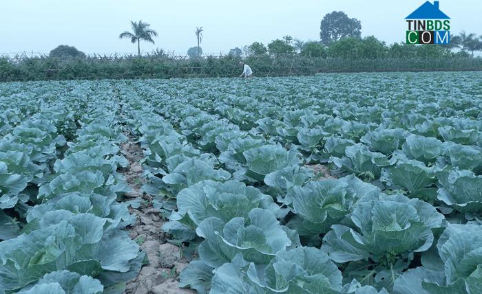 Hình ảnh Yên Châu, Sơn La