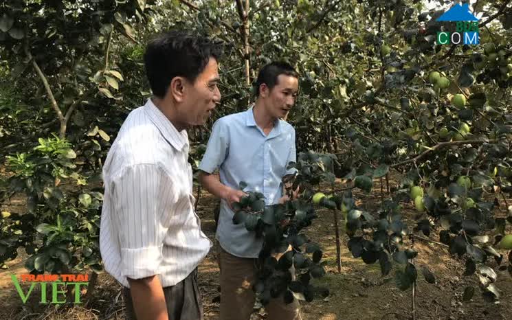 Hình ảnh Phù Yên, Sơn La