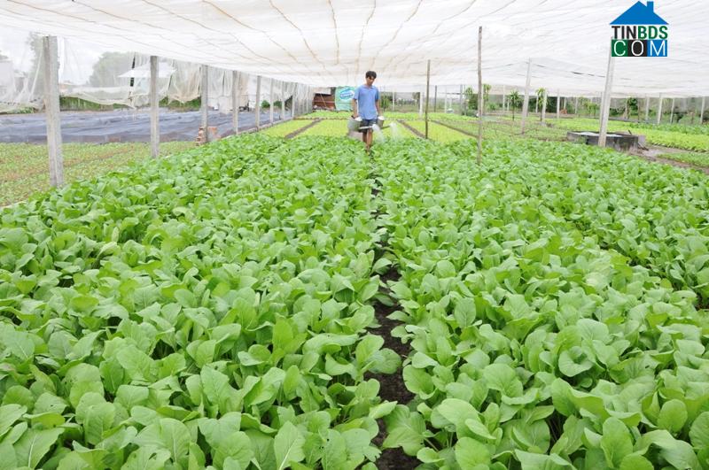 Hình ảnh Tân Ninh, Tây Ninh