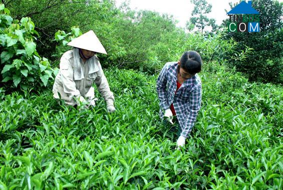 Hình ảnh Đại Phúc, Thái Nguyên