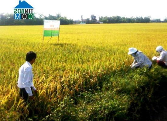 Hình ảnh Quảng Điền, Huế