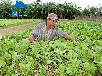 Hình ảnh Đông Thành, Vĩnh Long