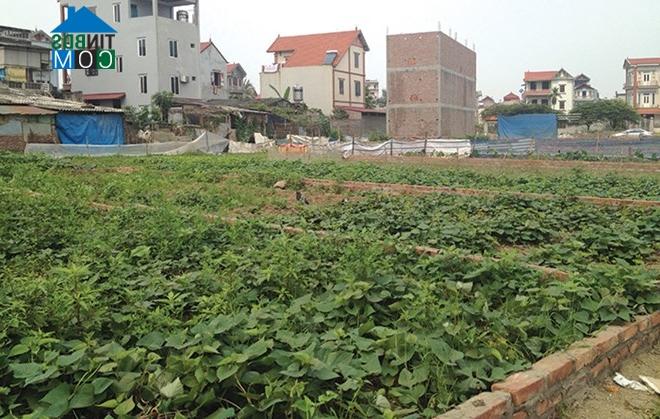 Ảnh Giá đất nền ven cầu Nhật Tân "nhấp nhổm" tăng