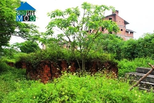 Ảnh Khu biệt thự Phương Viên: Tiền tỷ chôn vùi trong cỏ dại