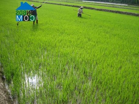 Thủ tướng cho chuyển 5.700 ha đất lúa làm dự án