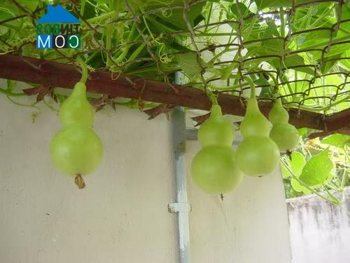 Ảnh Những loại cây cảnh mang lại điềm may trong năm mới
