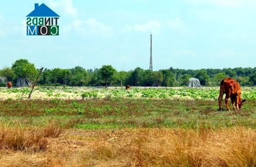 Ảnh Sau 11 năm, công viên nửa tỷ vẫn là bãi đất hoang