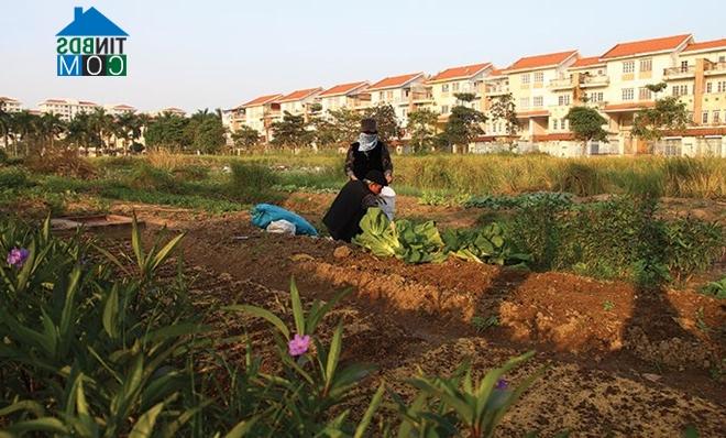 Ảnh BĐS phía Tây Hà Nội: Chủ đầu tư đầu tư hạ tầng để hút khách