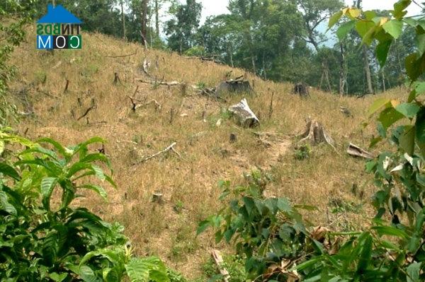 Ảnh Quảng Nam: 1.000 ha rừng công ty Trung Quốc thuê bị thu hồi