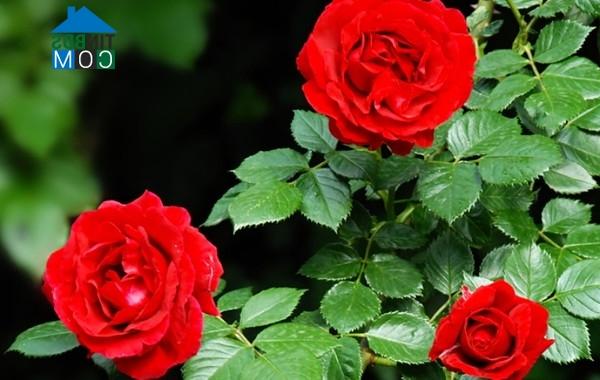 Ảnh Trang trí nhà hợp phong thủy cho người tuổi Tuất