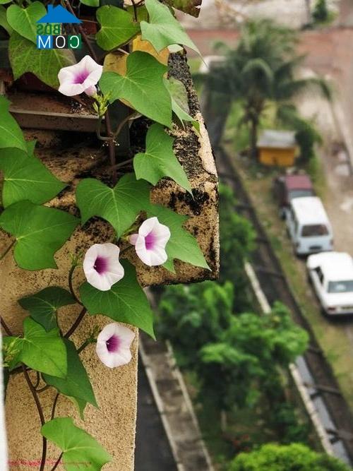 Ảnh Trang trí ban công nhà phố với dàn cây leo