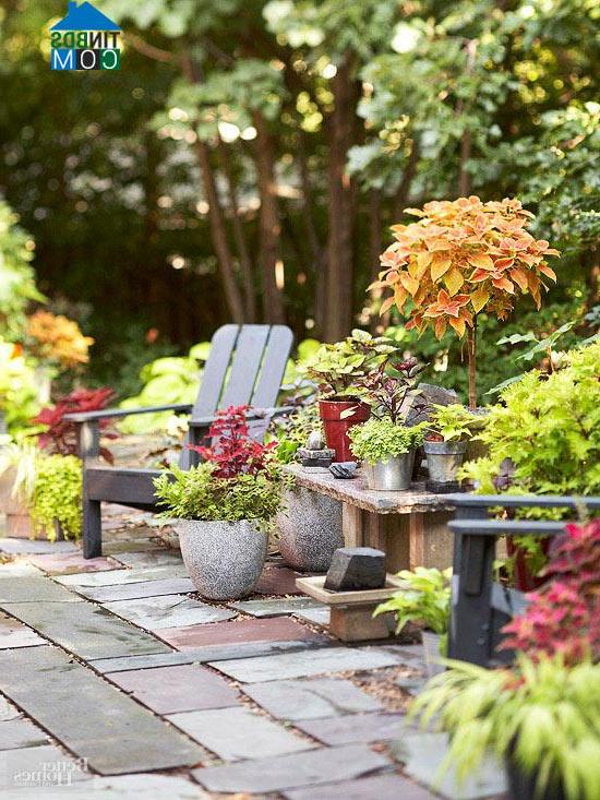 Khu vườn đa dạng, hấp dẫn hơn với những chậu hoa nhiều màu sắc