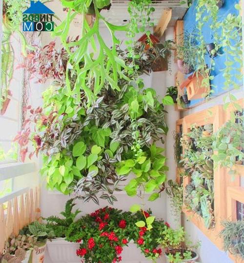 Ảnh Nhà đẹp đầy hoa trong "khu vườn" chỉ có 2 m2 ở Sài Gòn